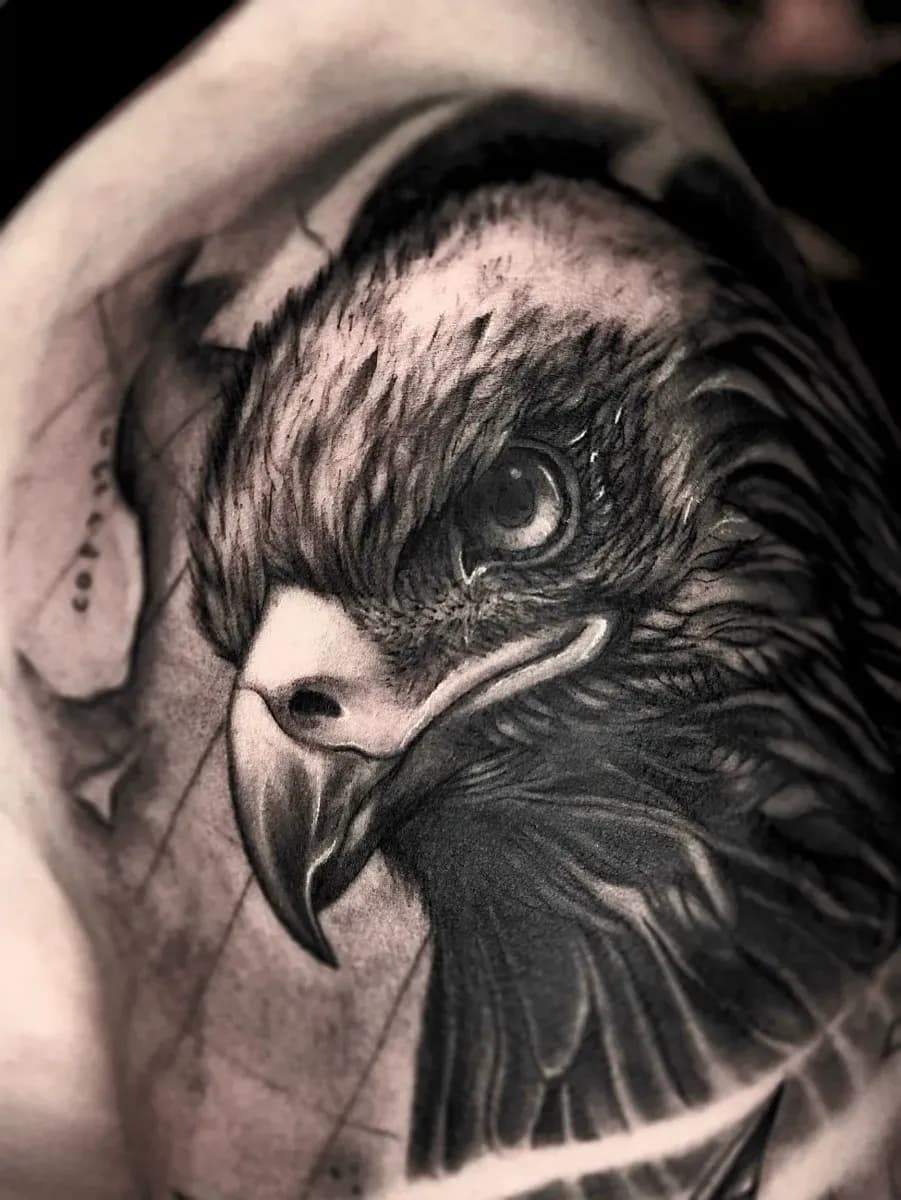 독수리 동물 블랙앤그레이 - 1