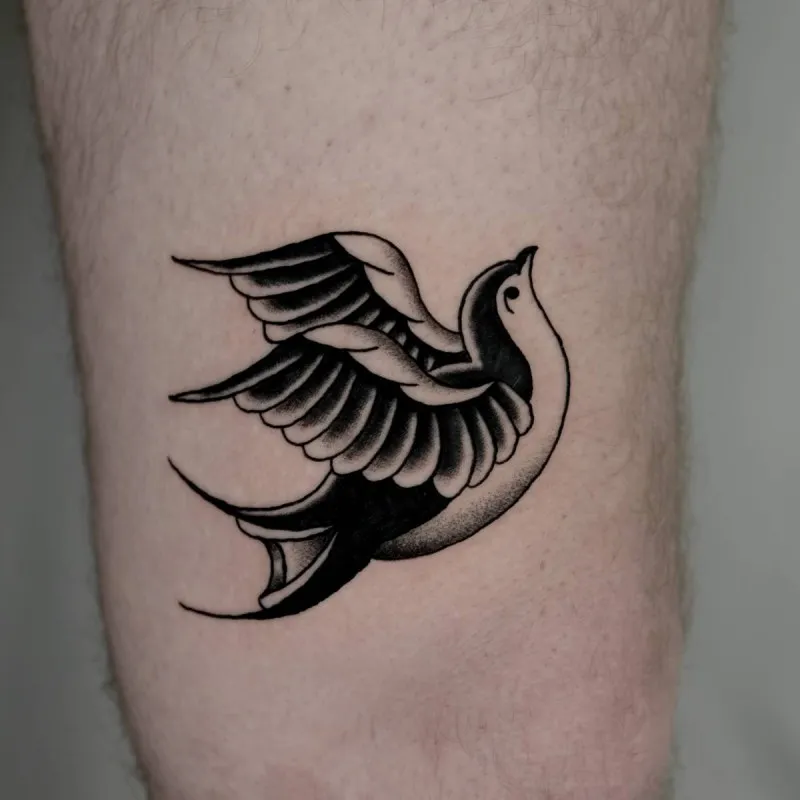 블랙스쿨 올드스쿨 제비