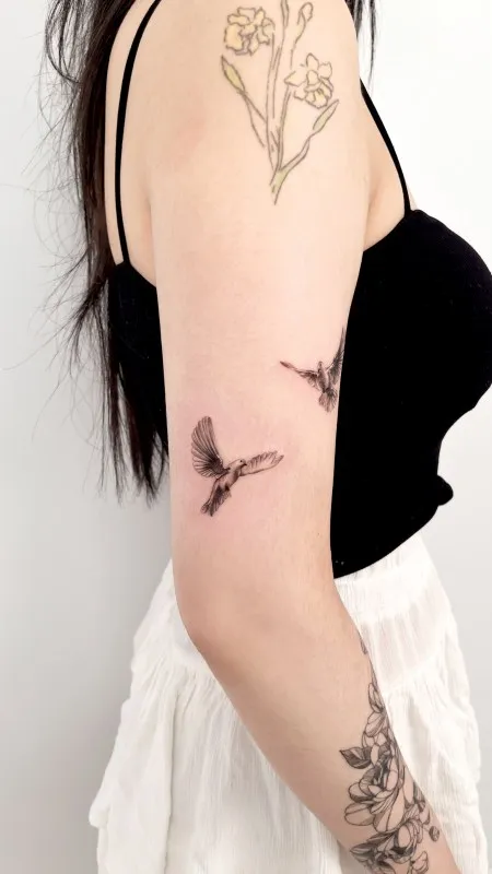 비둘기 평화 새 날개🤍